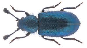 Attēlu rezultāti vaicājumam “Necrobia violacea”