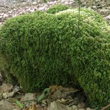 Attēlu rezultāti vaicājumam “Dicranella heteromalla”