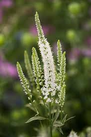 Attēlu rezultāti vaicājumam “Veronica longifolia flower”