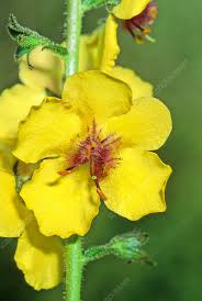Image result for Verbascum blattaria