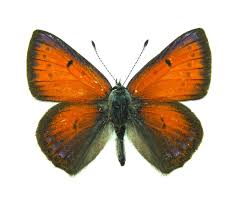 Attēlu rezultāti vaicājumam “Lycaena hippothoe”