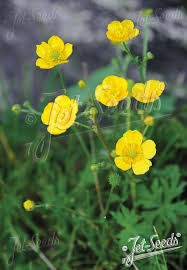 Attēlu rezultāti vaicājumam “Ranunculus acris fruit”