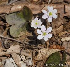 Attēlu rezultāti vaicājumam “Hepatica nobilis fruit”