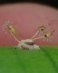 Attēlu rezultāti vaicājumam “Lamproderma elasticum sessile”