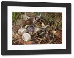 Attēlu rezultāti vaicājumam “Scolopax rusticola nest”