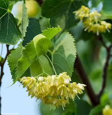 Attēlu rezultāti vaicājumam “Tilia cordata flower”