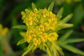 Attēlu rezultāti vaicājumam “Euphorbia virgata flower”