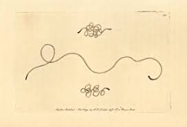 Attēlu rezultāti vaicājumam “Gordius aquaticus”