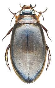 Attēlu rezultāti vaicājumam “Colymbetes striatus”