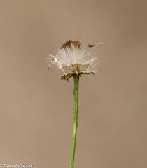 Attēlu rezultāti vaicājumam “Senecio vernalis bud”