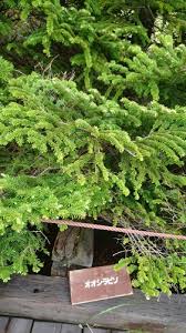 Attēlu rezultāti vaicājumam “Abies mariesii”