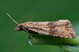 Attēlu rezultāti vaicājumam “Celypha striana”