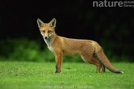 Attēlu rezultāti vaicājumam “Vulpes vulpes  juvenile”