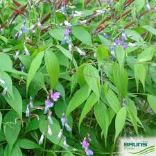 Attēlu rezultāti vaicājumam “Lathyrus vernus”