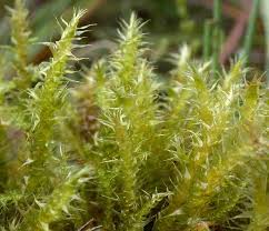 Attēlu rezultāti vaicājumam “Campylium stellatum sporophyte”