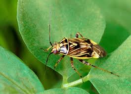 Attēlu rezultāti vaicājumam “Lygus nymph”