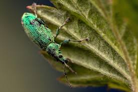 Attēlu rezultāti vaicājumam “Phyllobius”