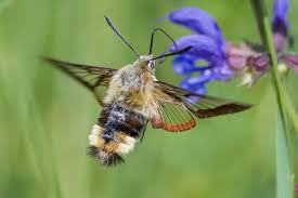 Attēlu rezultāti vaicājumam “Hemaris fuciformis”