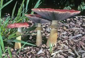 Attēlu rezultāti vaicājumam “Stropharia albocrenulata”