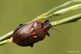 Attēlu rezultāti vaicājumam “Jalla dumosa”