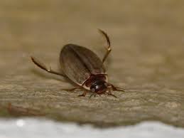 Attēlu rezultāti vaicājumam “Colymbetes striatus”