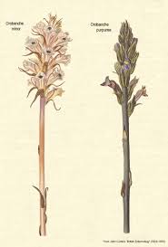 Attēlu rezultāti vaicājumam “Orobanche elatior bud”