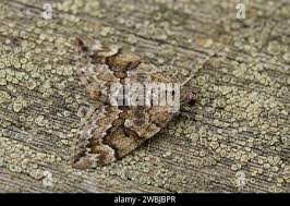 Attēlu rezultāti vaicājumam “Thera variata”