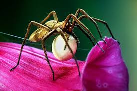 Attēlu rezultāti vaicājumam “Pisaura mirabilis female”