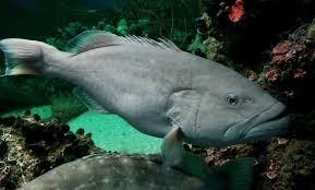 Image result for Mycteroperca microlepis