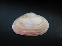 Attēlu rezultāti vaicājumam “Mya arenaria”