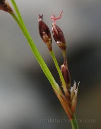 Attēlu rezultāti vaicājumam “Juncus gerardii bud”