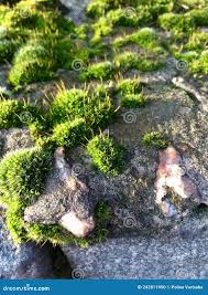 Attēlu rezultāti vaicājumam “Polytrichum piliferum”