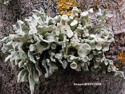 Attēlu rezultāti vaicājumam “Ramalina fastigiata”