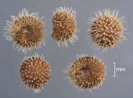 Attēlu rezultāti vaicājumam “Galium aparine fruit”