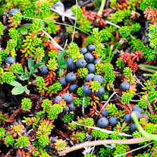 Attēlu rezultāti vaicājumam “Empetrum nigrum fruit”