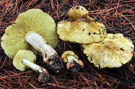 Attēlu rezultāti vaicājumam “Trichia flavicoma”