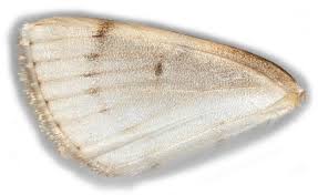 Attēlu rezultāti vaicājumam “Lomographa bimaculata”