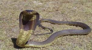 Image result for Reptilian egypt