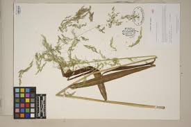 Attēlu rezultāti vaicājumam “Cinna latifolia fruit”