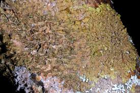 Attēlu rezultāti vaicājumam “Melanohalea olivacea”