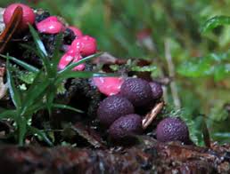 Attēlu rezultāti vaicājumam “Lycogala sphaeroconicum sessile”