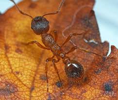 Attēlu rezultāti vaicājumam “Myrmica rubra”