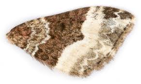 Attēlu rezultāti vaicājumam “Euphyia unangulata”