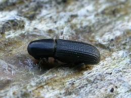 Attēlu rezultāti vaicājumam “Hylastes sp.”