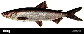 Image result for Coregonus lavaretus oxyrinchus