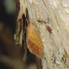 Attēlu rezultāti vaicājumam “Drepanepteryx phalaenoides”