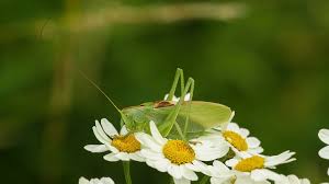 Attēlu rezultāti vaicājumam “Tettigoniodea”