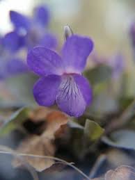 Attēlu rezultāti vaicājumam “Viola rupestris”