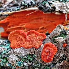 Attēlu rezultāti vaicājumam “Pycnoporus cinnabarinus”