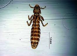 Attēlu rezultāti vaicājumam “Phalacrocorax carbo adult”